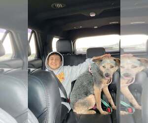 Mutt Dogs for adoption in Martinsburg, WV, USA