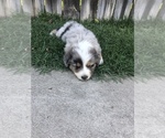 Small Photo #4 Australian Shepherd Puppy For Sale in SOUTH GATE, CA, USA