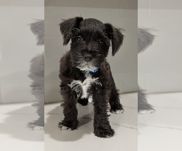 Medium Photo #1 Schnauzer (Miniature) Puppy For Sale in WINONA, TX, USA