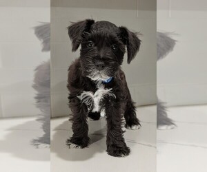 Schnauzer (Miniature) Puppy for sale in WINONA, TX, USA
