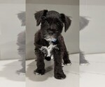 Small Schnauzer (Miniature)