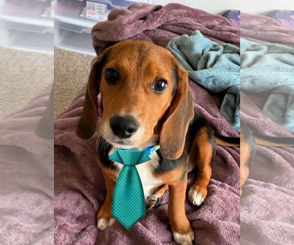Medium Photo #1 Beagle Puppy For Sale in Mt. Laurel, NJ, USA