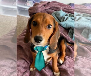 Beagle Dogs for adoption in Mt. Laurel, NJ, USA