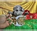 Small Photo #45 French Bulldog Puppy For Sale in HAYWARD, CA, USA
