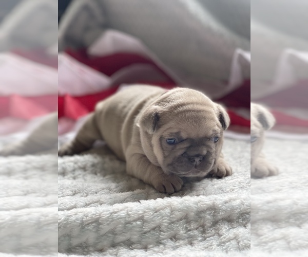 Medium Photo #11 French Bulldog Puppy For Sale in RICHLAND, IA, USA