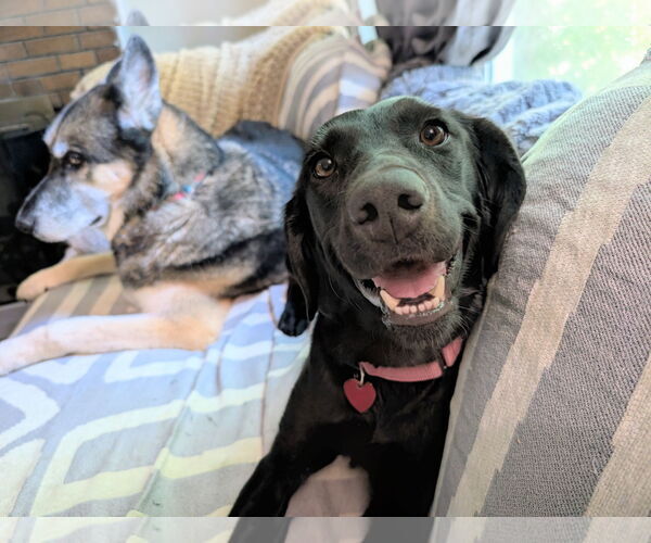 Medium Photo #2 Labrador Retriever Puppy For Sale in Clovis, CA, USA