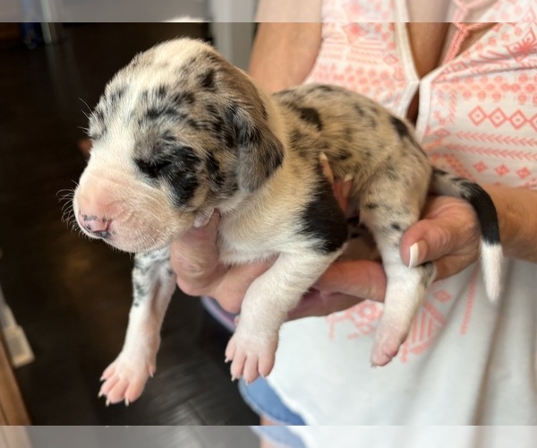 Medium Photo #13 Great Dane Puppy For Sale in CLANTON, AL, USA