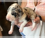 Small #12 Great Dane