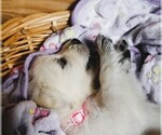 Small #3 English Cream Golden Retriever