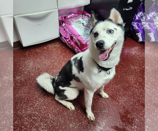 Medium Photo #6 Huskies -Unknown Mix Puppy For Sale in Fargo, ND, USA