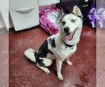 Small #5 Huskies  Mix