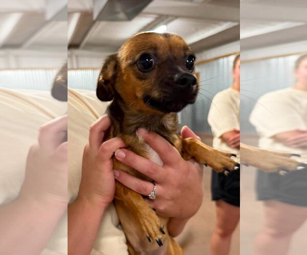 Medium Photo #2 Chihuahua-Unknown Mix Puppy For Sale in Grafton, WI, USA