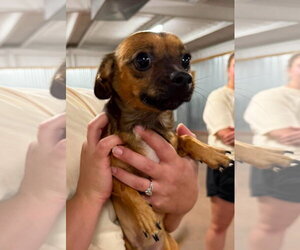 Nacho - ADOPTION IN PROCESS - Male Chihuahua-Unknown Mix Dog for Adoption - Photo #2