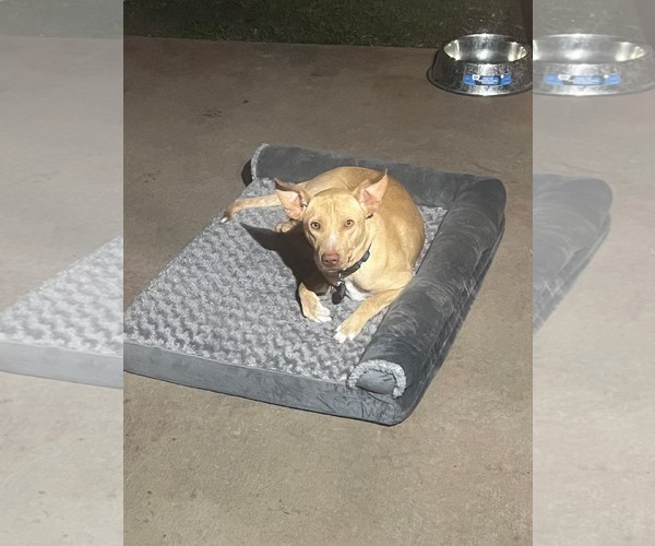 Medium Photo #7 American Pit Bull Terrier-Chihuahua Mix Puppy For Sale in McKinney, TX, USA