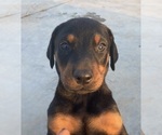 Small Photo #2 Doberman Pinscher Puppy For Sale in MADERA, CA, USA