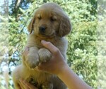Image preview for Ad Listing. Nickname: Taffy