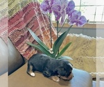 Small #9 Morkie
