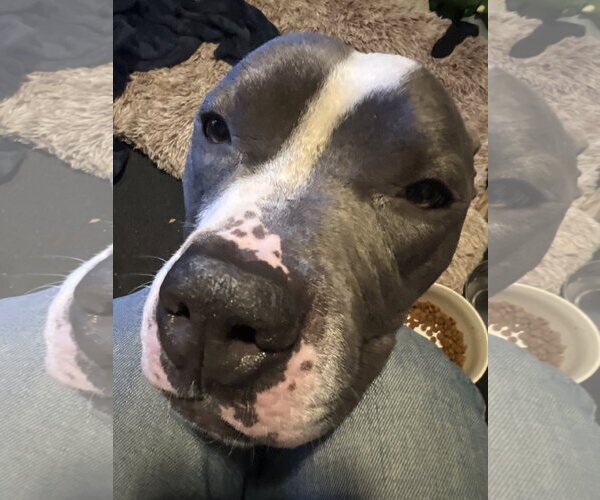 Medium Photo #3 American Pit Bull Terrier Puppy For Sale in Berkeley, CA, USA