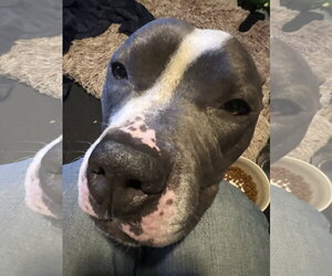 Zeus - Male American Pit Bull Terrier Dog for Adoption - Photo #3