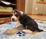 Puppy Male 1 Beagle