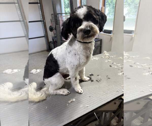 Medium Photo #7 Shih-Poo Puppy For Sale in St. Cloud, MN, USA