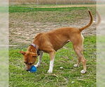 Small #3 Bullboxer Pit