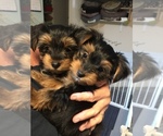 Small Photo #1 Yorkshire Terrier Puppy For Sale in MONETA, VA, USA