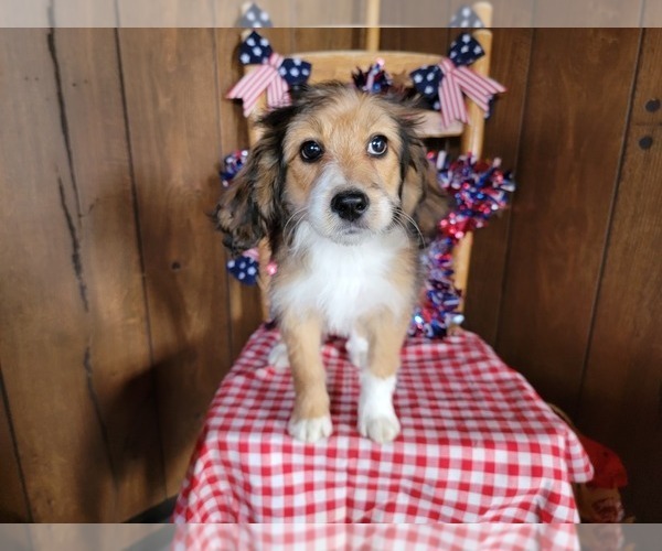 Medium Photo #104 Bernedoodle (Miniature) Puppy For Sale in BLACK FOREST, CO, USA