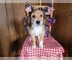 Small Photo #104 Bernedoodle (Miniature) Puppy For Sale in BLACK FOREST, CO, USA