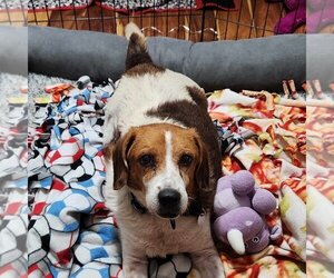 Beagle-Unknown Mix Dogs for adoption in Salt Lake City, UT, USA