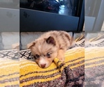 Small Photo #5 Pomsky Puppy For Sale in KANSAS CITY, KS, USA