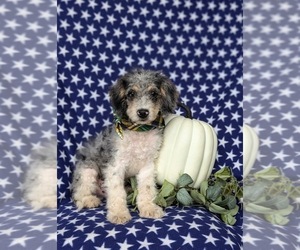 Bernedoodle (Miniature) Puppy for Sale in OXFORD, Pennsylvania USA