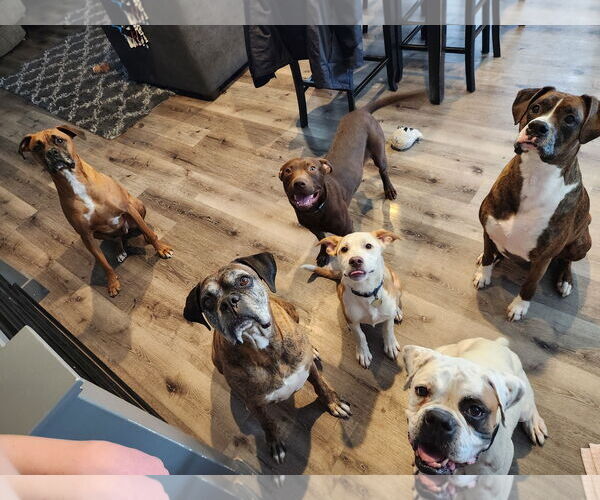 Medium Photo #8 Boxer Puppy For Sale in Sandy, UT, USA