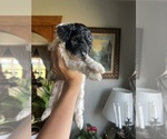 Small #6 English Cream Golden Retriever-Poodle (Miniature) Mix