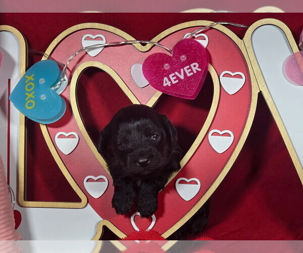 Medium Photo #2 Bernedoodle (Miniature) Puppy For Sale in BLACK FOREST, CO, USA