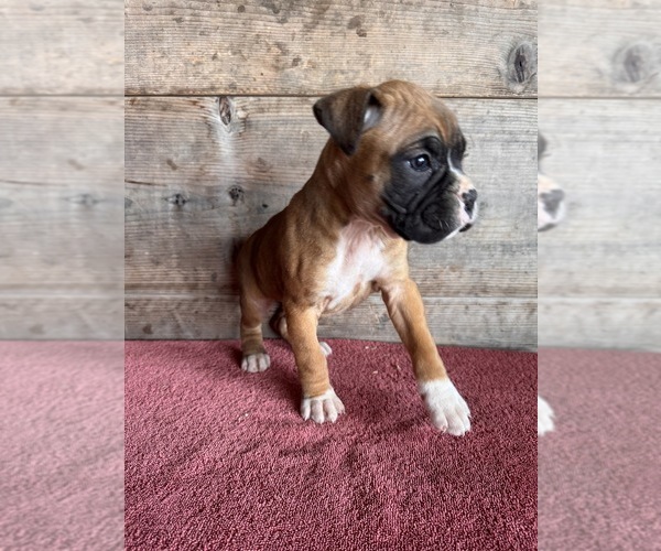 Medium Photo #13 Boxer Puppy For Sale in VERMONTVILLE, MI, USA