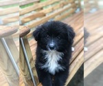 Small Labrador Retriever-Pomeranian Mix