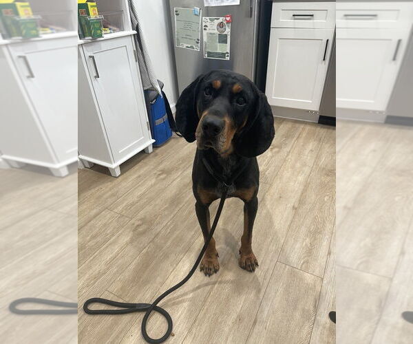 Medium Photo #1 Black and Tan Coonhound Puppy For Sale in Foristell, MO, USA