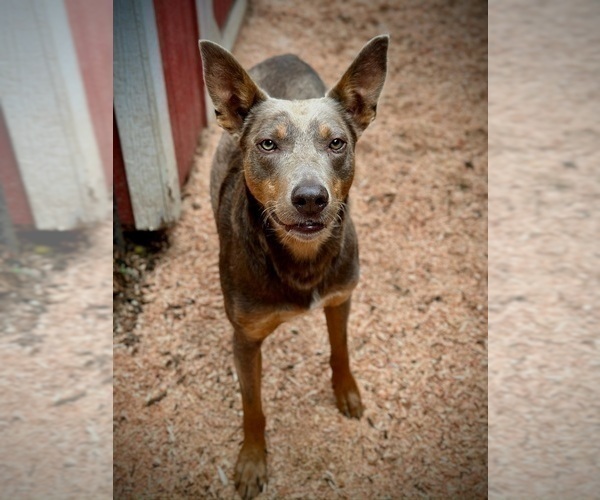Medium Photo #4 Border Kelpie Puppy For Sale in CAMAS, WA, USA