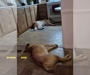 DIRK - Male Black Mouth Cur-Unknown Mix Dog for Adoption - Photo #8