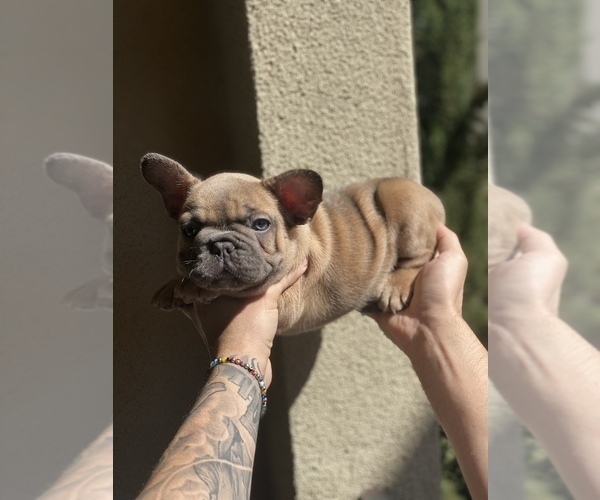 Medium Photo #3 French Bulldog Puppy For Sale in SAN DIEGO, CA, USA