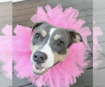 Small #3 American Bulldog Mix