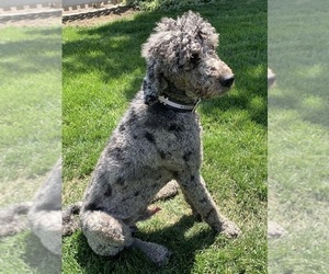 Father of the Pyredoodle puppies born on 03/01/2025
