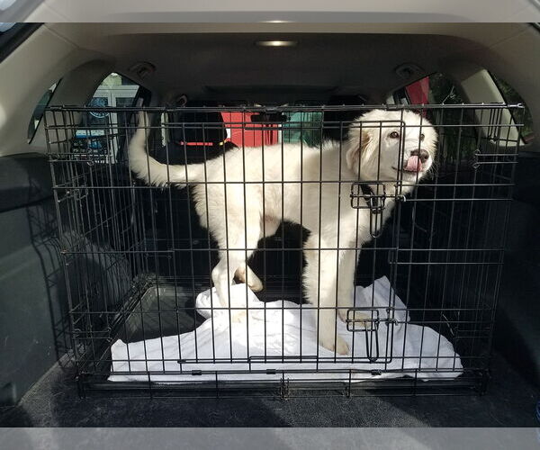 Medium Photo #11 Great Pyrenees-Unknown Mix Puppy For Sale in Houston, TX, USA