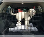 Small #10 Great Pyrenees Mix