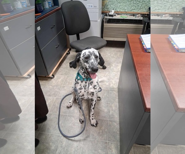 Medium Photo #3 Dalmatian Puppy For Sale in Rustburg, VA, USA