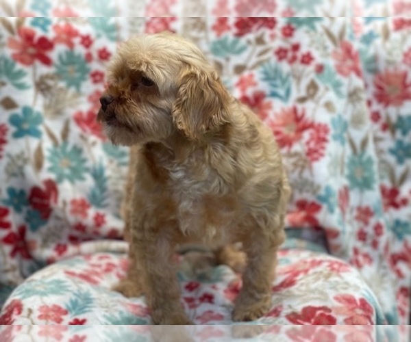 Medium Photo #4 Cockapoo Puppy For Sale in LAKELAND, FL, USA