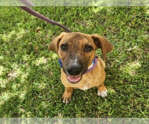 Medium Photo #2 Labrador Retriever-Unknown Mix Puppy For Sale in Conroe, TX, USA
