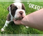 Small Photo #6 Olde English Bulldogge Puppy For Sale in MASSILLON, OH, USA