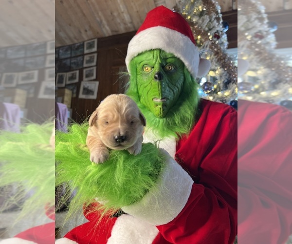 Medium Photo #4 Golden Retriever Puppy For Sale in NEOLA, WV, USA
